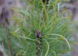 Oryginalny obrazek