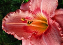 Oryginalny obrazek