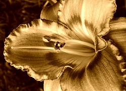 Sepia