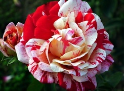 Oryginalny obrazek