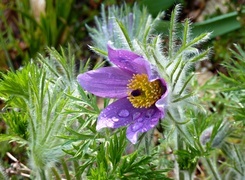 Oryginalny obrazek