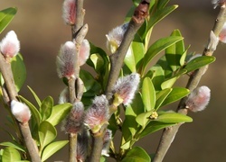 Oryginalny obrazek