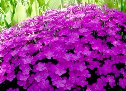 Oryginalny obrazek