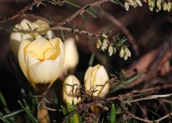Oryginalny obrazek