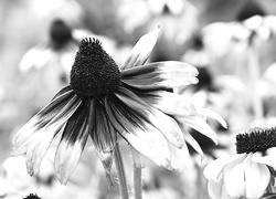 Szary + Sepia