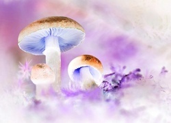 Negatyw