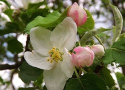 Oryginalny obrazek