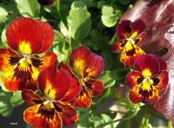 Oryginalny obrazek