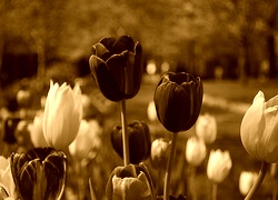 Sepia