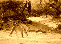 Sepia