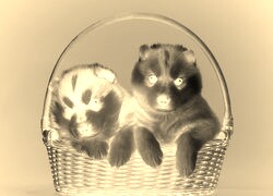 Sepia + Negatyw