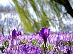 Oryginalny obrazek