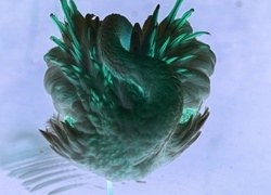 Negatyw