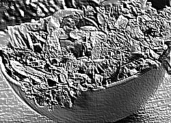 Skamielina