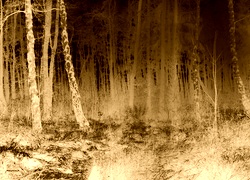 Sepia + Negatyw
