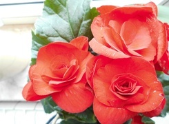 Oryginalny obrazek