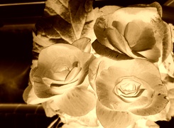 Sepia + Negatyw