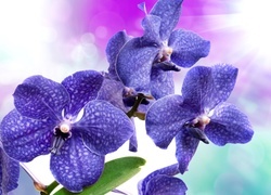Oryginalny obrazek