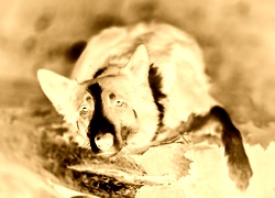 Sepia + Negatyw
