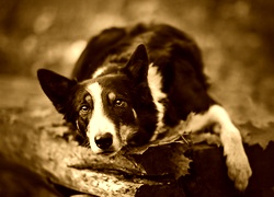Sepia