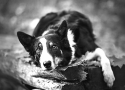 Szary + Sepia