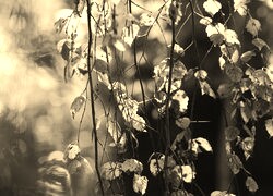 Szary + Sepia