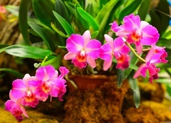 Oryginalny obrazek