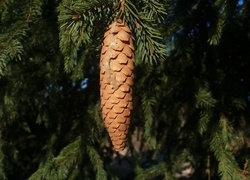 Oryginalny obrazek