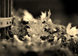 Szary + Sepia