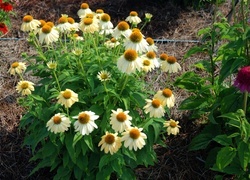Oryginalny obrazek