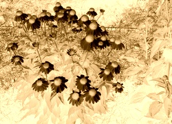 Sepia + Negatyw