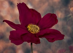 Oryginalny obrazek