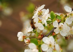 Oryginalny obrazek