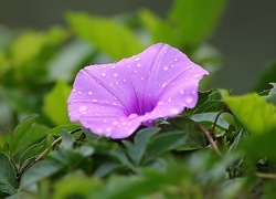 Oryginalny obrazek