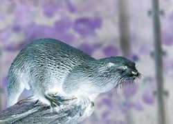 Negatyw