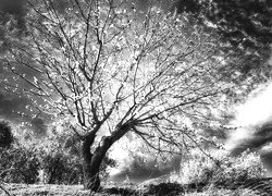Szary + Sepia