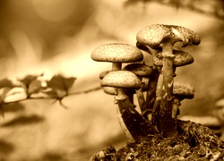 Sepia