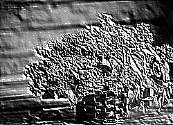 Skamielina