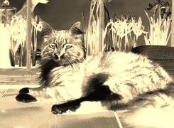 Sepia + Negatyw