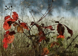 Oryginalny obrazek