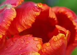 Oryginalny obrazek