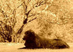 Sepia