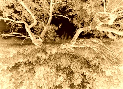 Sepia + Negatyw