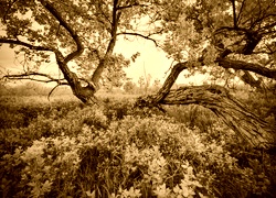 Sepia