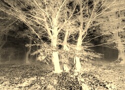 Sepia + Negatyw
