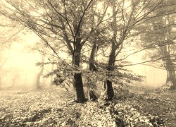 Szary + Sepia