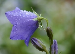Oryginalny obrazek
