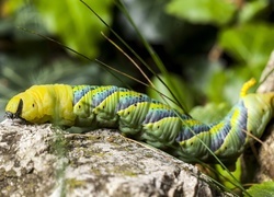 Oryginalny obrazek