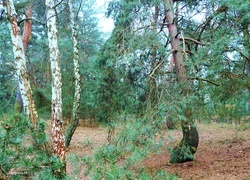 Oryginalny obrazek