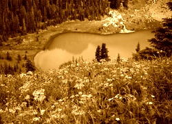 Sepia